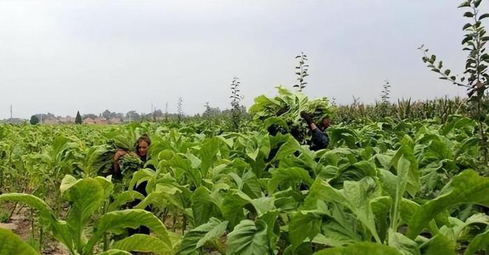 云霄香烟_香烟云霄货和船货什么区别_香烟云霄多少一包啊