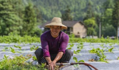 惊现！福建云霄烟到底怎么样“宽宏大量”