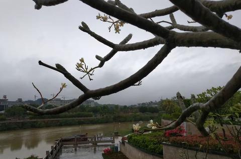 深度特写!南京雨花石香烟：专供出口价格与免税购买指南“第27958期”