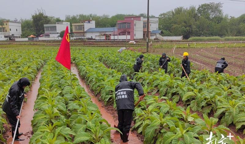 终于发现！云霄哪家烟的质量更好“无所不包”