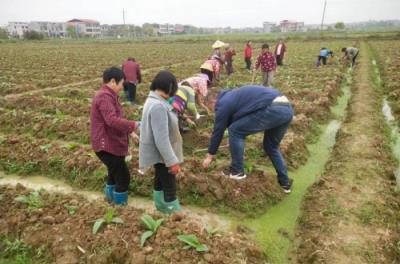 香烟云霄和越南代工哪个好抽_云霄香烟_香烟云霄是什么意思