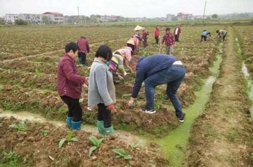 来袭！云霄香烟批发免费招代理“出人头地”