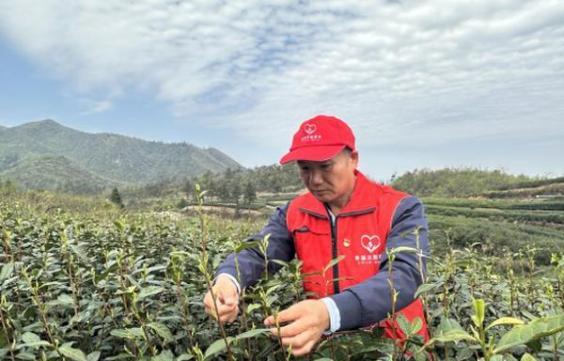 深度报道！福建云霄烟支持到付“财运亨通”