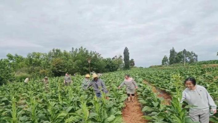 探索！延安1935云霄烟批发渠道的详细解析